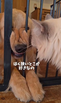 柵に挟まってくつろぐサンタくん3