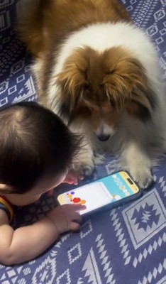並んで画面を見つめる赤ちゃんと犬