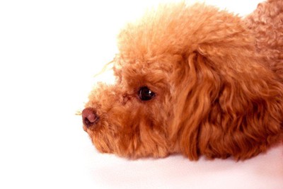 うつ伏せのトイプードル