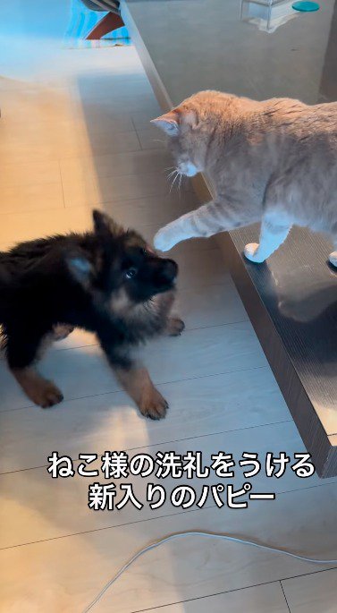 台に乗っている猫を見上げる子犬
