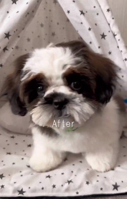 カメラ目線の茶々丸くん