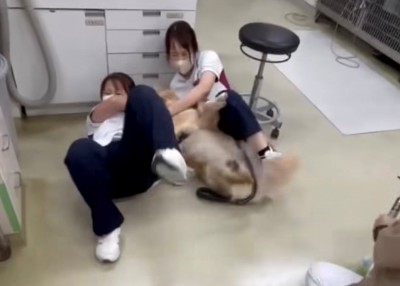 床に転がる犬とスタッフの姿