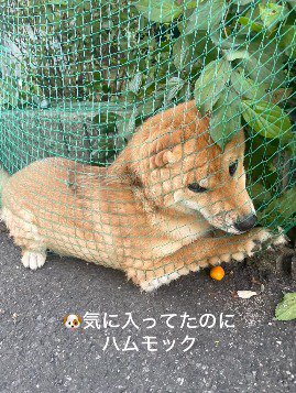 ネットの間に座って飼い主を見つめる犬