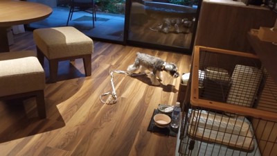 旅行中のティノちゃん2