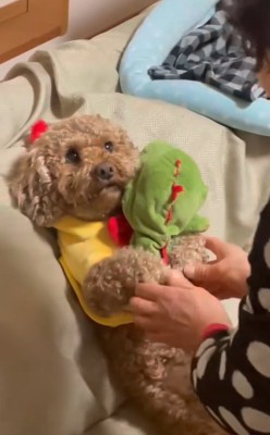 4つ目を乗せられた茶々丸くん