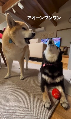 ボールを奪った陽ちゃんVS文句を言う春くん9