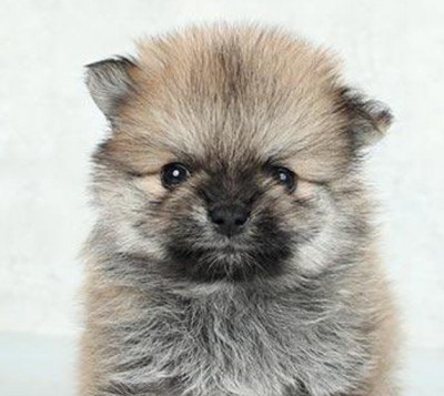 そるちゃんが子犬のとき