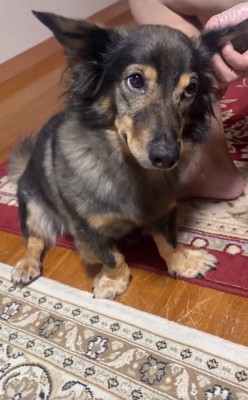 斜め上を見るマックくん