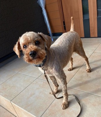 トリミング後のイオくん