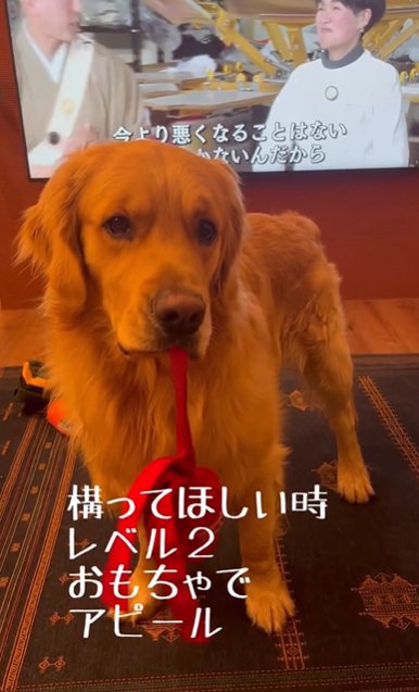 おもちゃをくわえてテレビの前に立つゴールデンレトリバー
