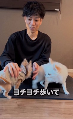 近寄ってくる老犬