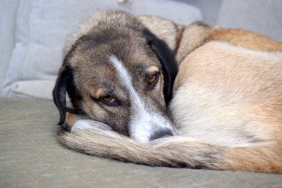 薄目でふて寝する犬