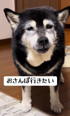 15歳のみーちゃん