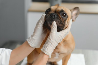 獣医師の診察を受ける犬