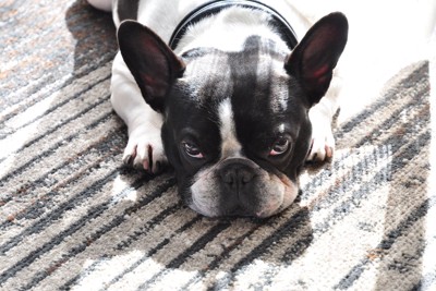 上目遣い、フレブル