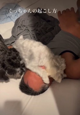 顔に乗る犬3