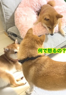 ムキになってワン！と反抗