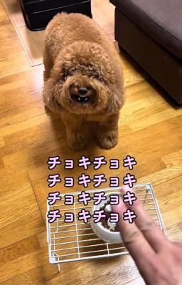 高速チョキチョキする飼い主さん