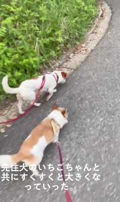 2匹そろってお散歩へ