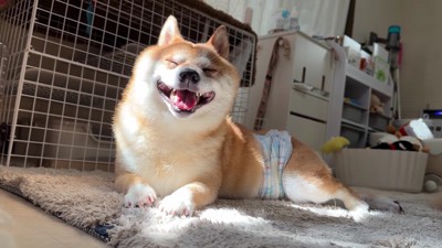 ニッコリ満足のうにくん