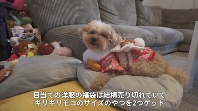 テディベアドッグのモコちゃん