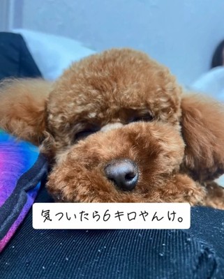 眠るまつくん