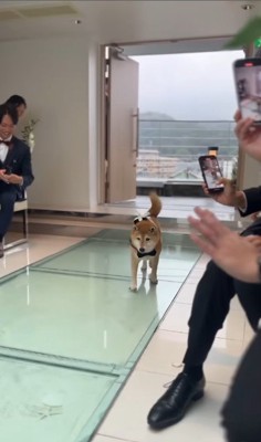 リングドッグを務めるじろー君5