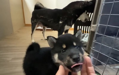 子犬に吠える柴犬