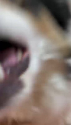 口を開けてカメラに近づく犬