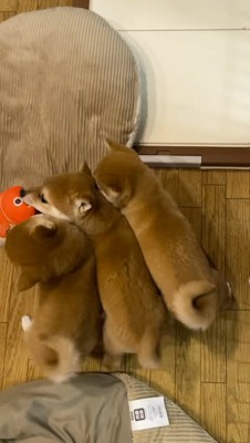 ぬいぐるみを咥える3頭の子犬