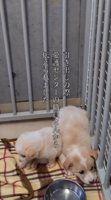 ケージの中に寝そべる大きい子犬と小さな子犬