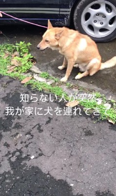 知らない人が犬を連れてきた