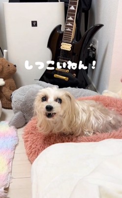 しつこいと怒る茶々ちゃん