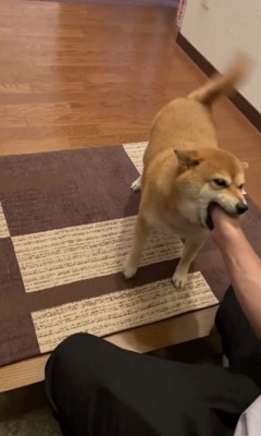 お父さんを「味わい」中…