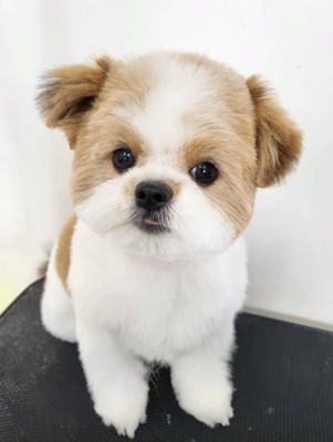 トリミング後の琥珀くん1