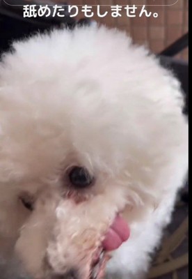 人間を舐めて甘えることもない…