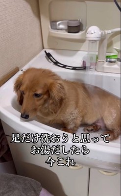 ももちゃんの足を洗おうとしたら