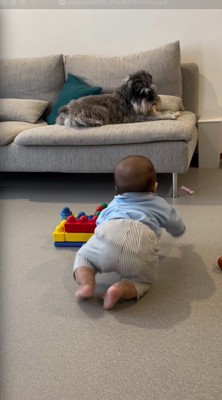 ソファにいる犬に近づく赤ちゃん
