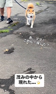 ぶん太くんとパパさんのお散歩5