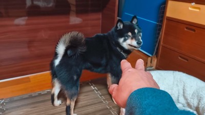 触れようとしたら拒否!