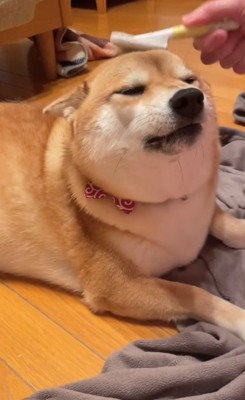 頭をブラッシングされるまろんちゃん