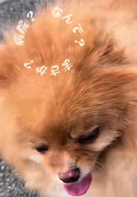 「この道は…もしかして…」