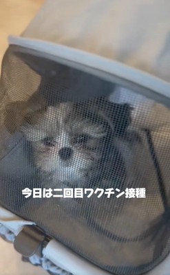 カメラ目線のこげまるくん