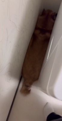 洗濯機と壁の間に挟まっている柴犬