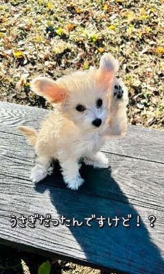 そらちゃんのお耳の変化7