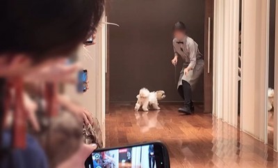 リングドッグに挑戦するつぶちゃん4