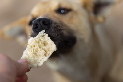 犬にパンを食べさせる