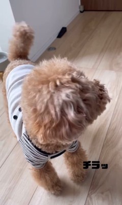 お留守番はイヤなポン太くん4