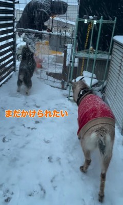 龍之介くんの雪遊び8