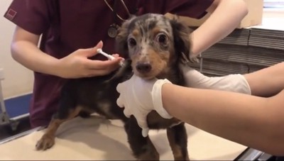 注射の最中の犬
